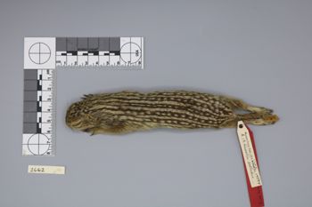Media type: image;   Mammalogy 2662 Description: Specimen photo;  Aspect: dorsal
